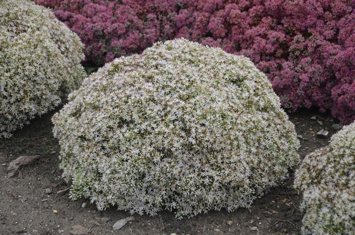 Sedum Rock 'N Round® Bundle of Joy