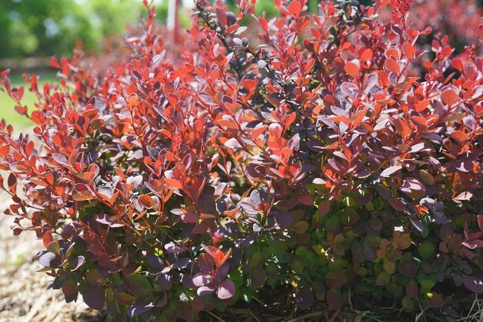 Berberis thunbergii Sunjoy Mini Maroon®