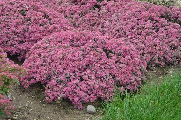 Sedum Rock 'N Grow® Popstar