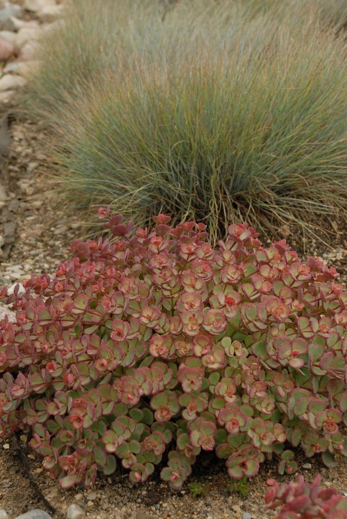 Sedum sieboldii 