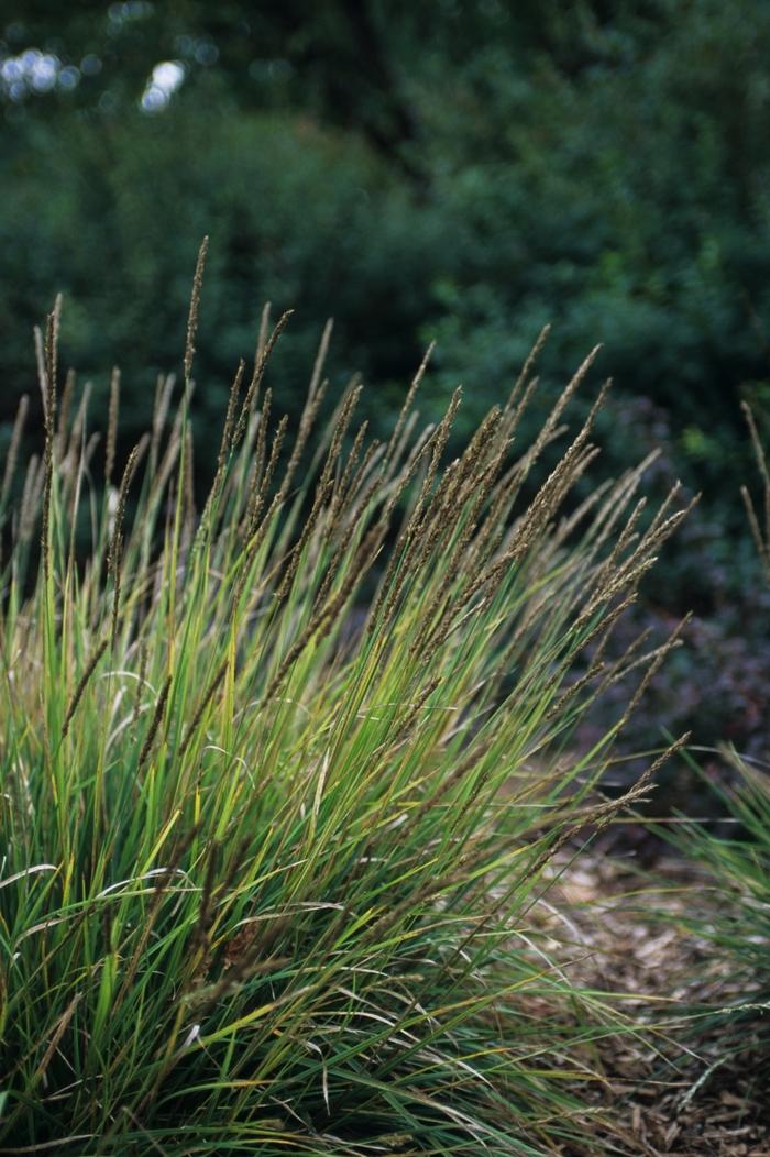 Sesleria autumnalis 