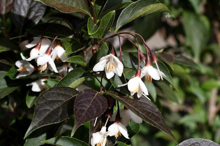 Styrax japonicus Evening Light