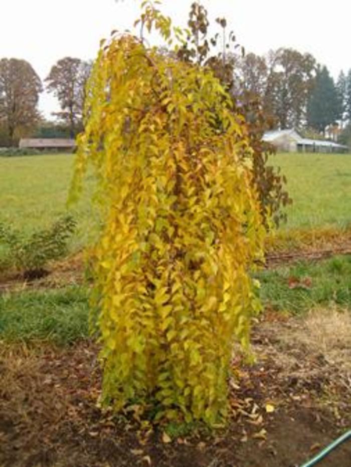 Styrax japonicus Fragrant Fountain