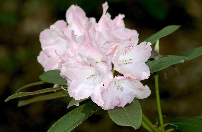 Rhododendron yakushimanum Solidarity