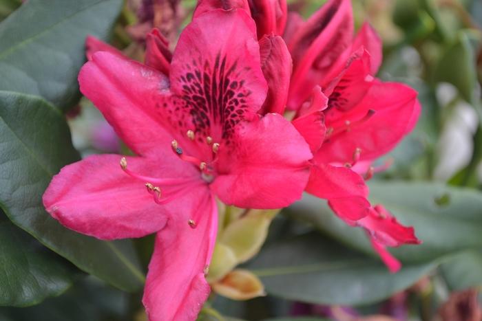 Rhododendron Nova Zembla