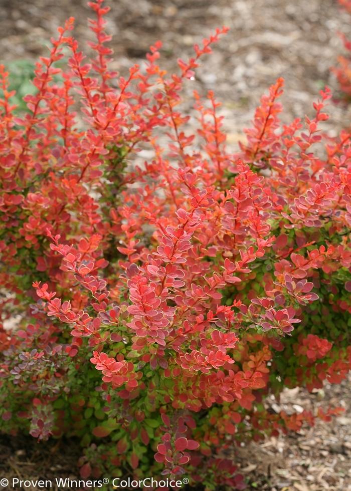 Berberis thunbergii Sunjoy Tangelo®