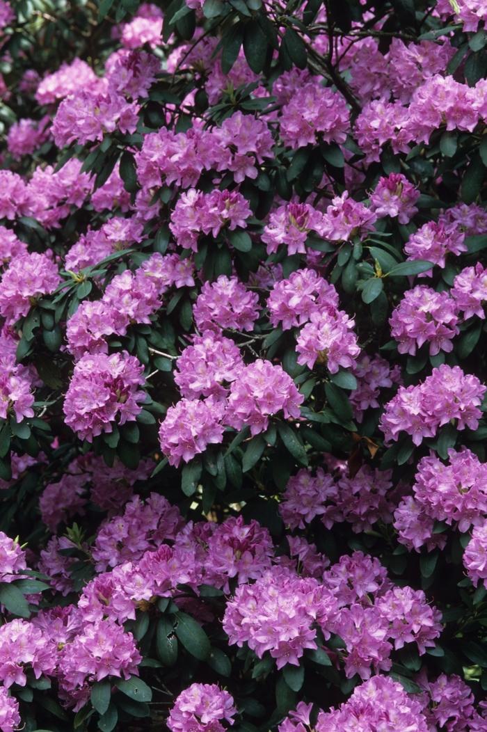 Rhododendron Roseum Elegans