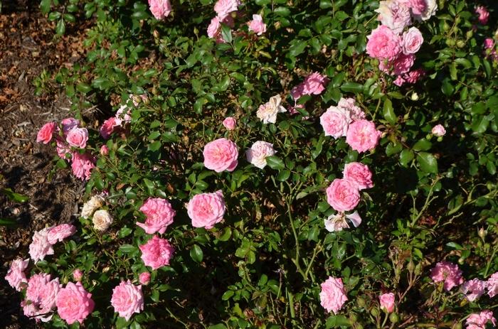 Rosa Sweet Drift®