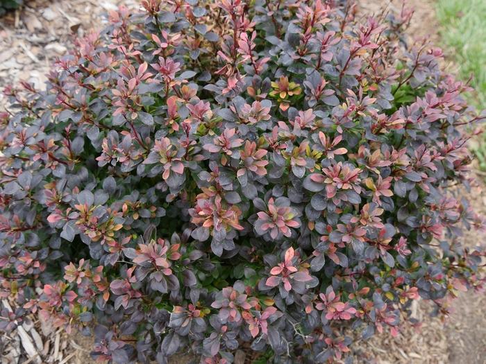 Berberis thunbergii Sunjoy Todo&reg;