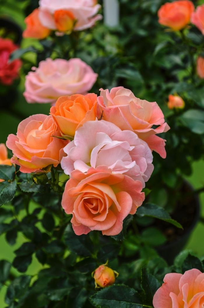 Rosa Peach Drift®