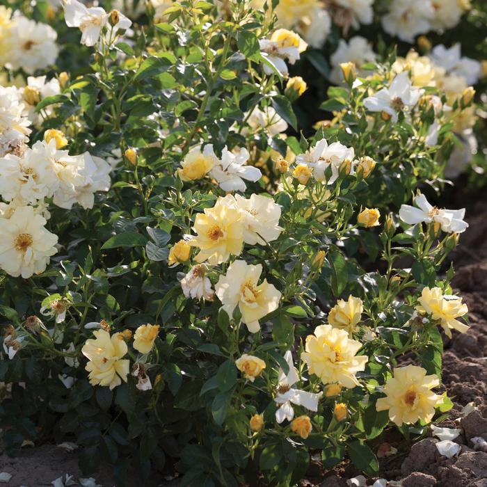 Rosa Lemon Drift®