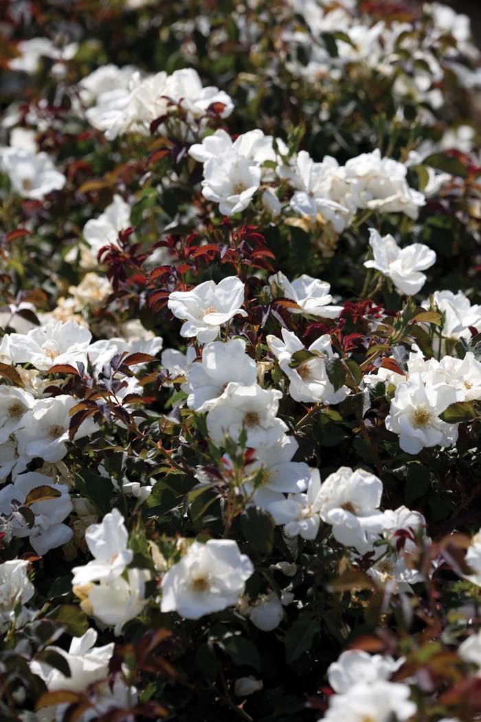 Rosa Knock Out® White