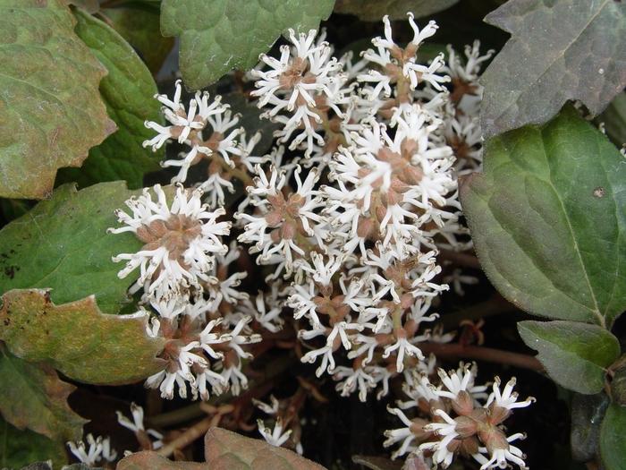 Pachysandra terminalis 