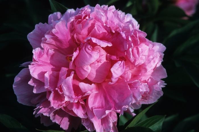 Paeonia lactiflora Dr. Alex Fleming