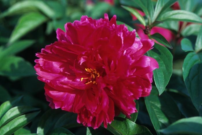 Paeonia lactiflora Karl Rosenfeld