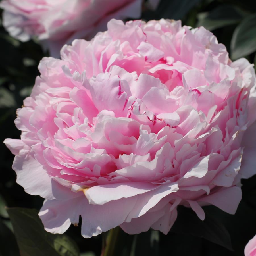 Paeonia lactiflora Sarah Bernhardt