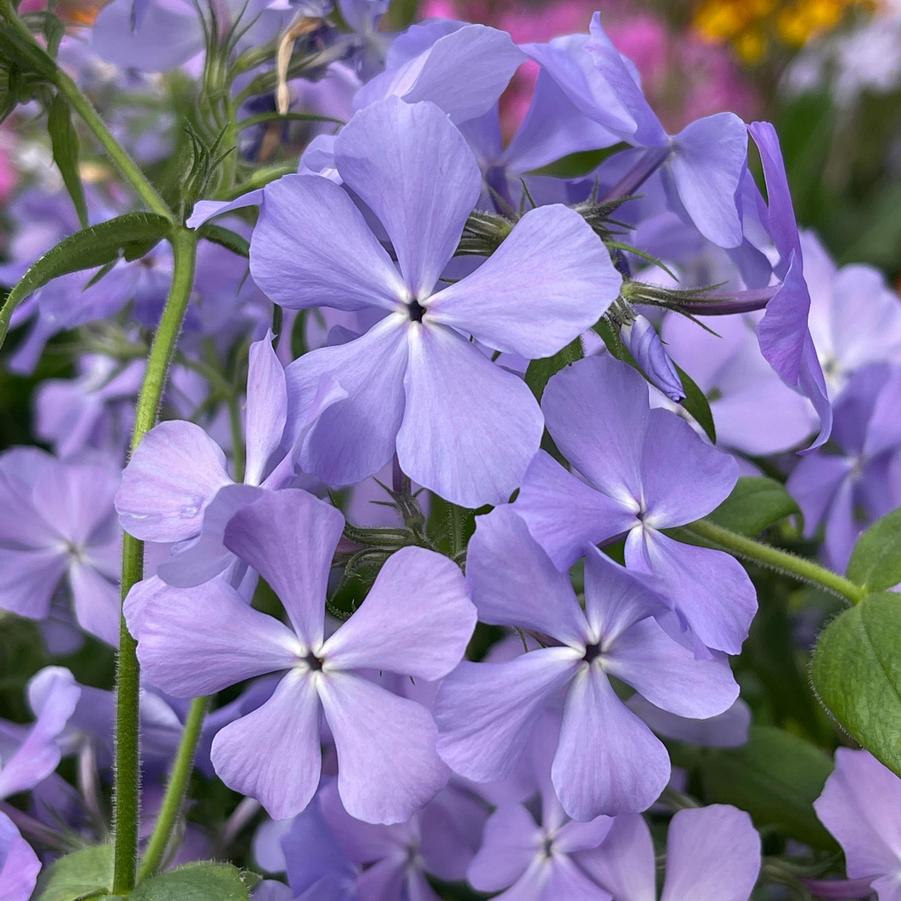 Phlox divaricata Blue Moon