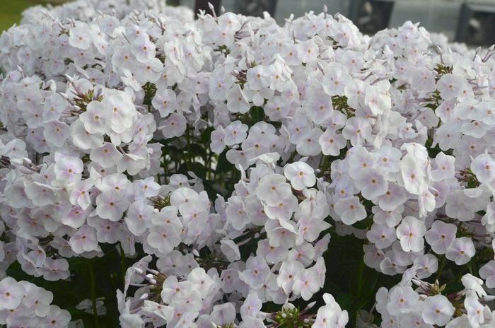 Phlox paniculata Fashionably Early Crystal