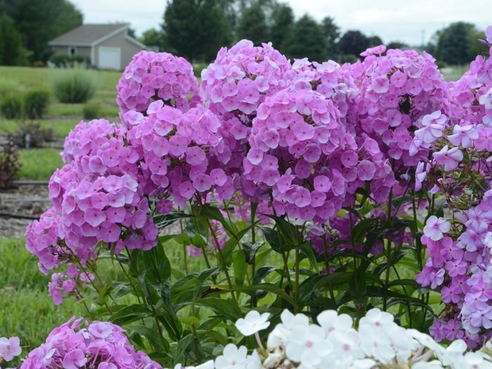 Phlox paniculata Fashionably Early Flamingo