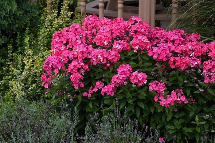 Phlox paniculata Garden Girls™ Glamour Girl