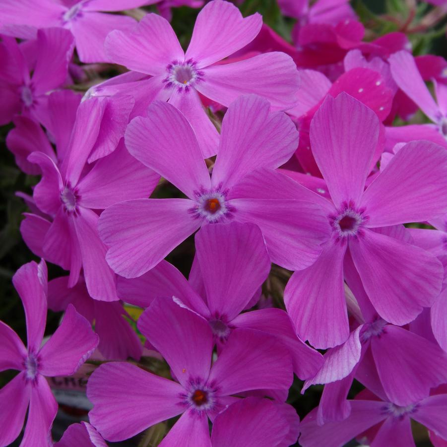 Phlox subulata Drummond's Pink