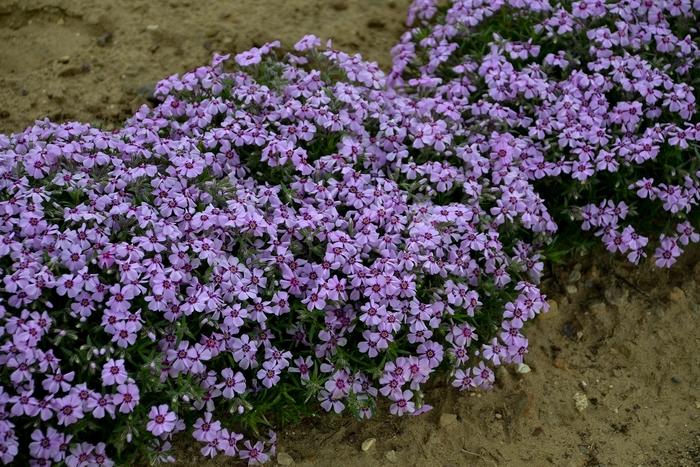 Phlox subulata Eye Candy