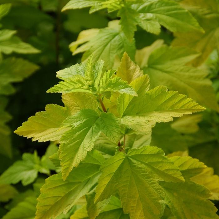 Physocarpus opulifolius Gum Drop™ Lemon Candy