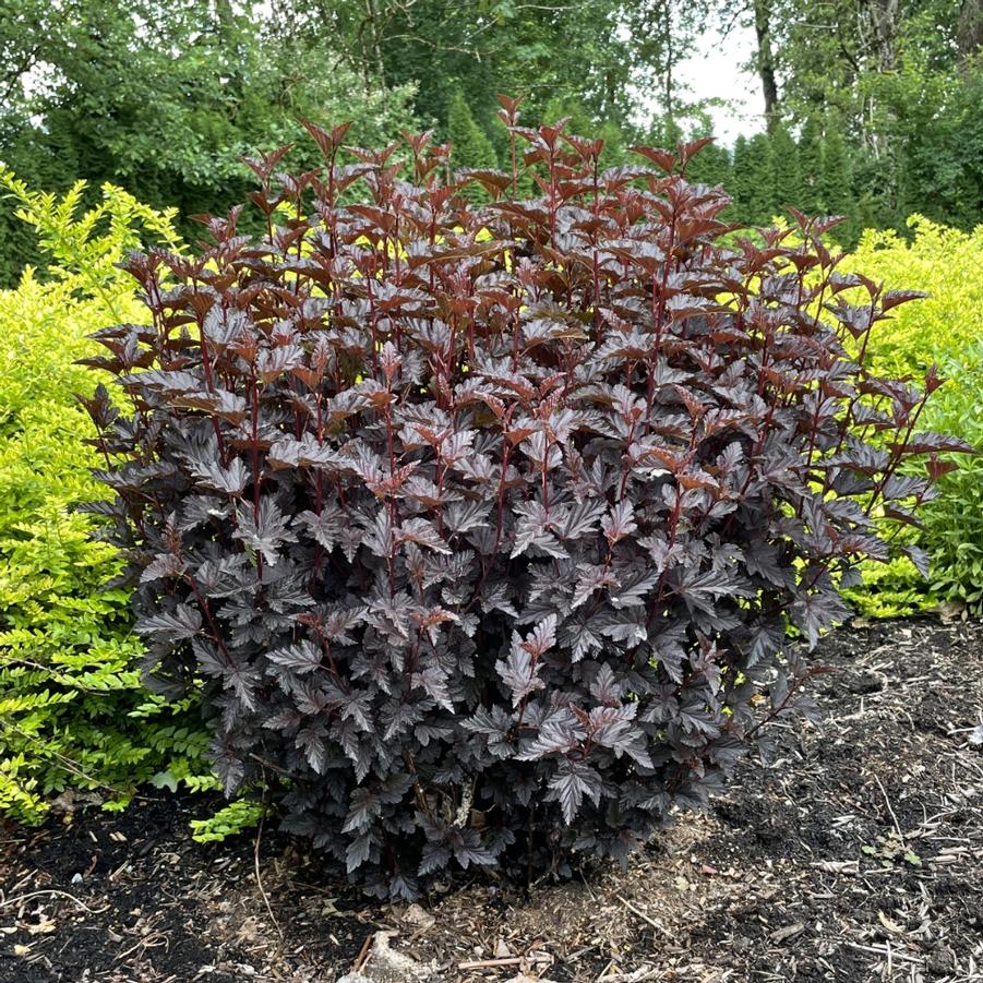 Physocarpus opulifolius Panther&reg;