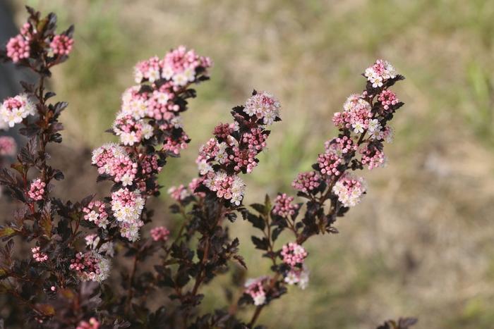 Physocarpus opulifolius Tiny Wine® 