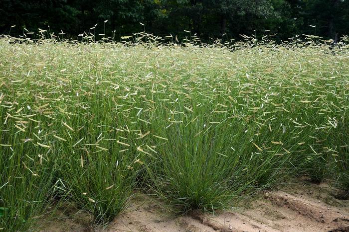 Bouteloua gracilis Blonde Ambition