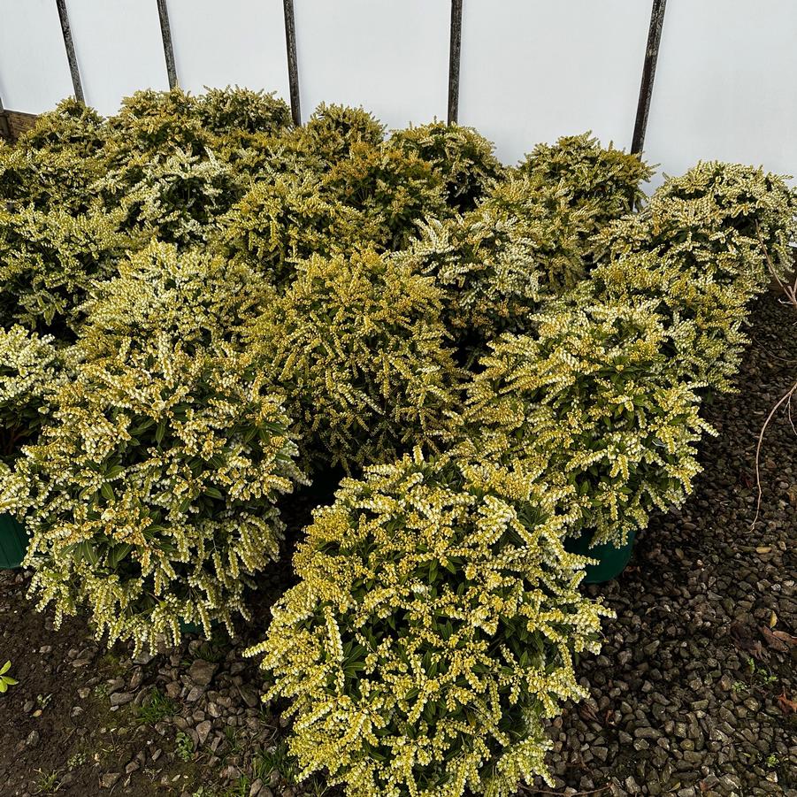 Pieris japonica Cavatine