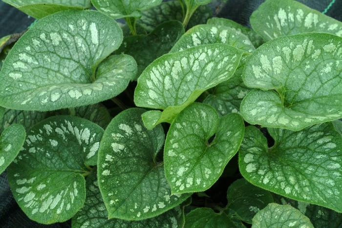 Brunnera macrophylla Emerald Mist