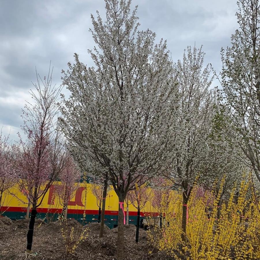 Prunus serrulata Snow Goose