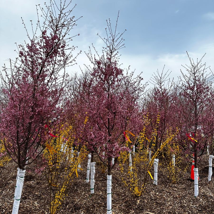 Prunus x incamp Okame