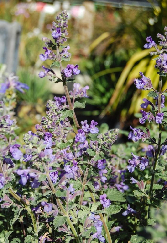 Nepeta racemosa Walker's Low