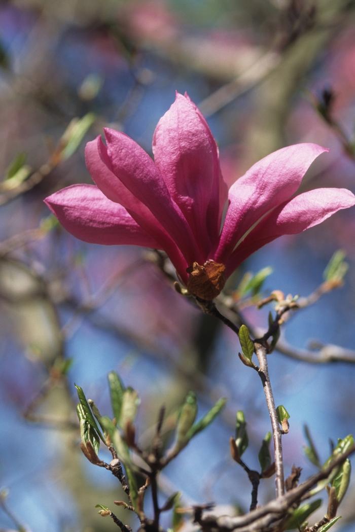 Magnolia Betty