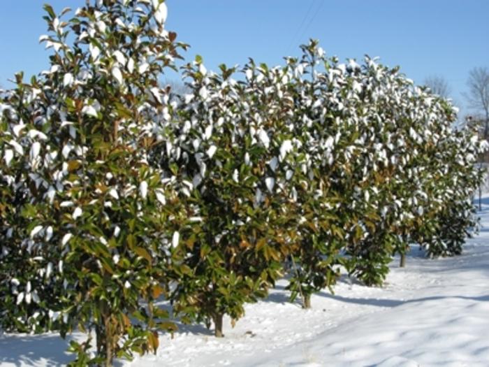 Magnolia grandiflora Bracken's Brown Beauty