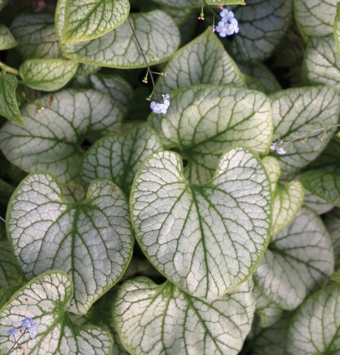 Brunnera macrophylla Jack Frost