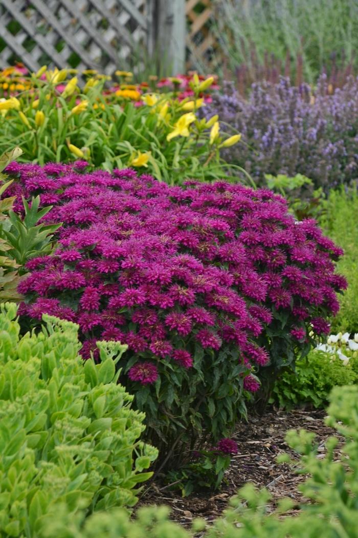 Monarda didyma Sugar Buzz® Grape Gumball