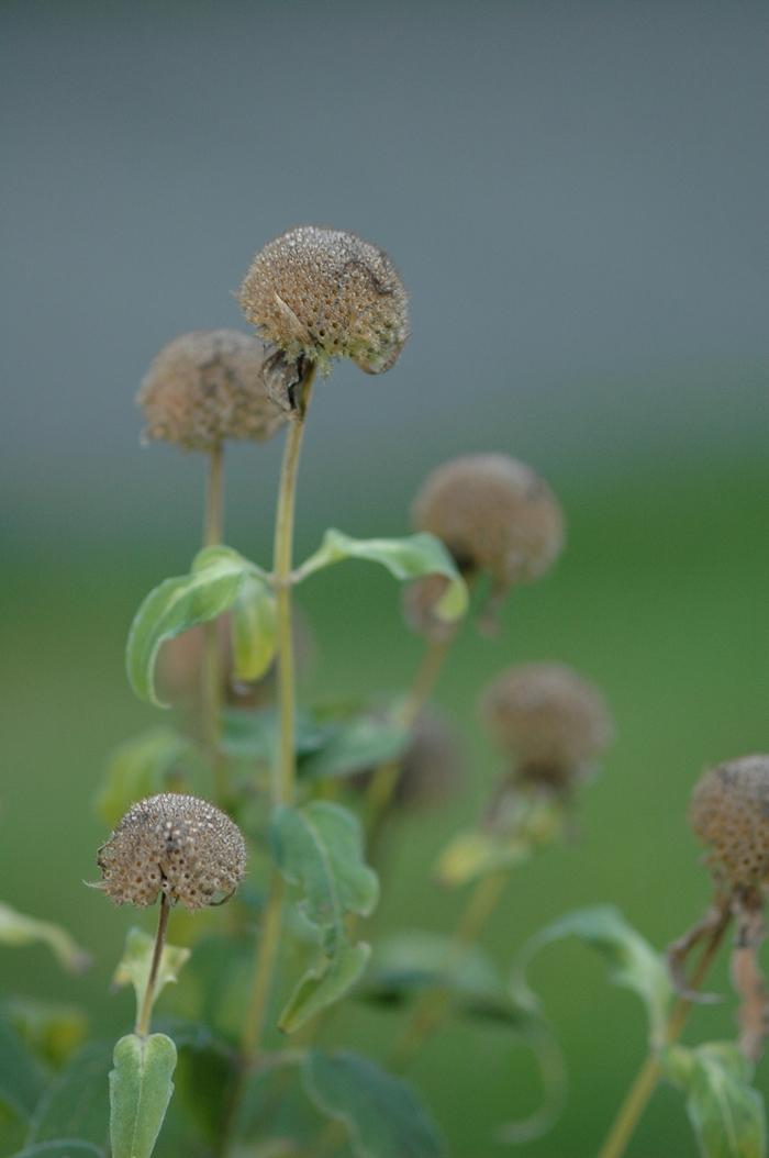 Monarda fistulosa 