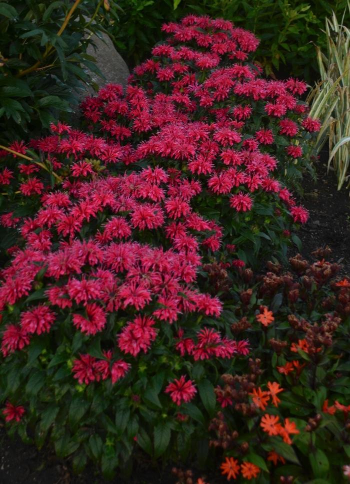 Monarda didyma Sugar Buzz® Cherry Pops