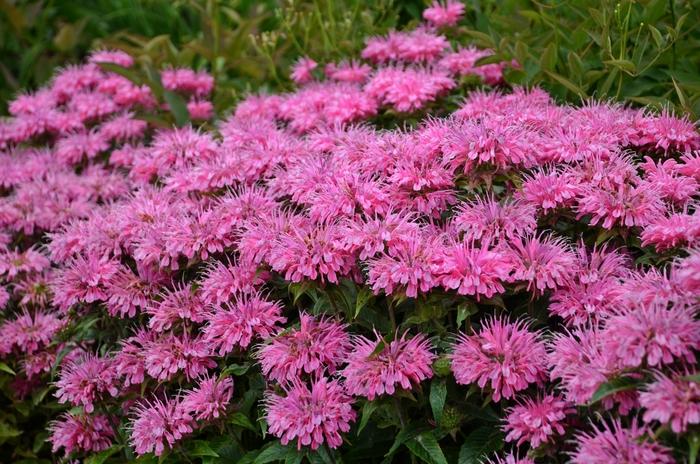 Monarda didyma Sugar Buzz® Bubblegum Blast