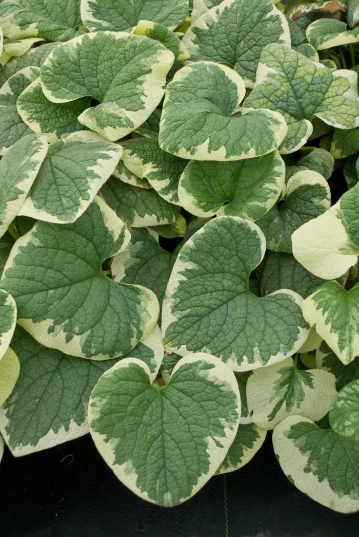 Brunnera macrophylla Variegata