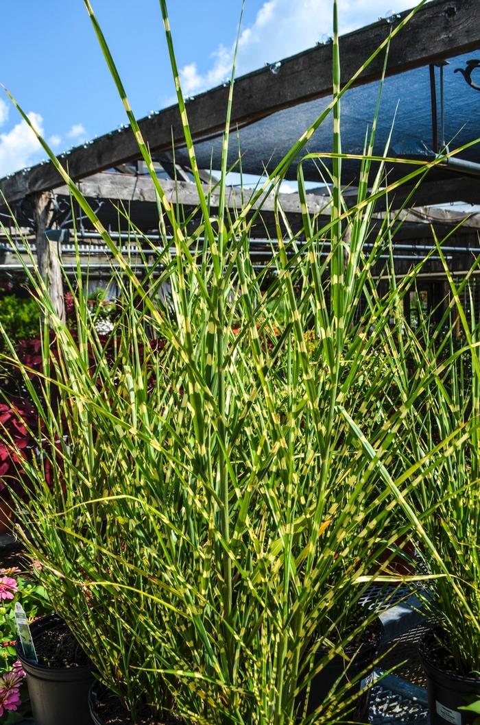 Miscanthus sinensis Strictus