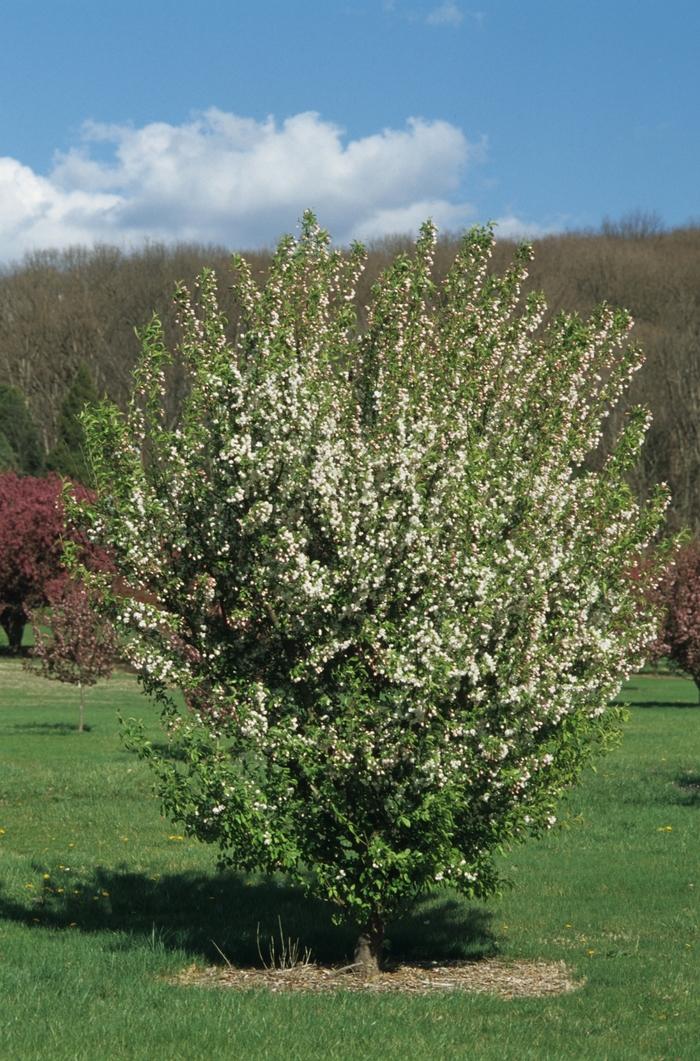 Malus x zumi var. calocarpa 