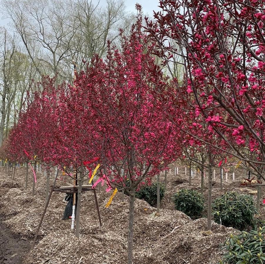 Malus Show Time&trade;