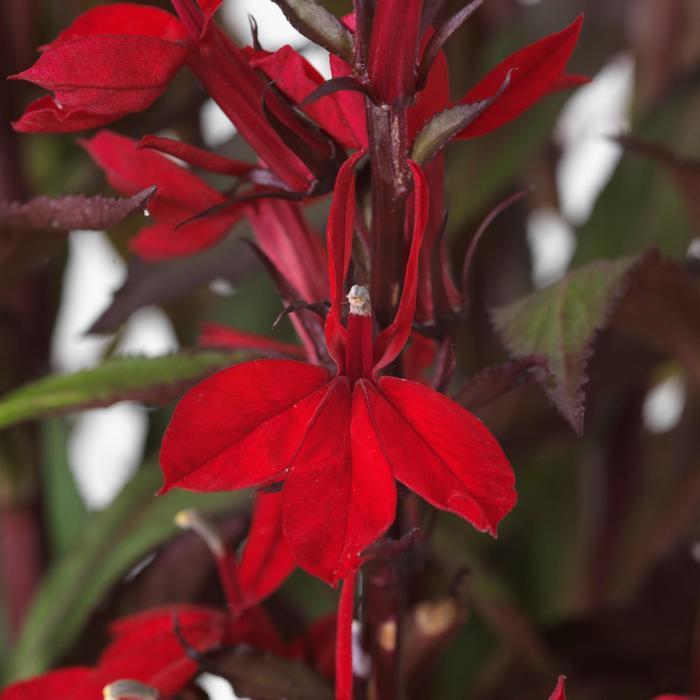 Lobelia x speciosa Starship™ Scarlet Bronze Leaf