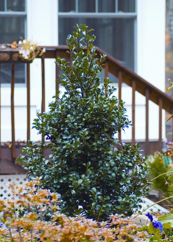 Ilex x meserveae Castle Spire®