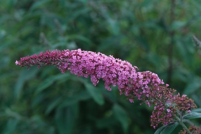 Buddleia Pink Delight