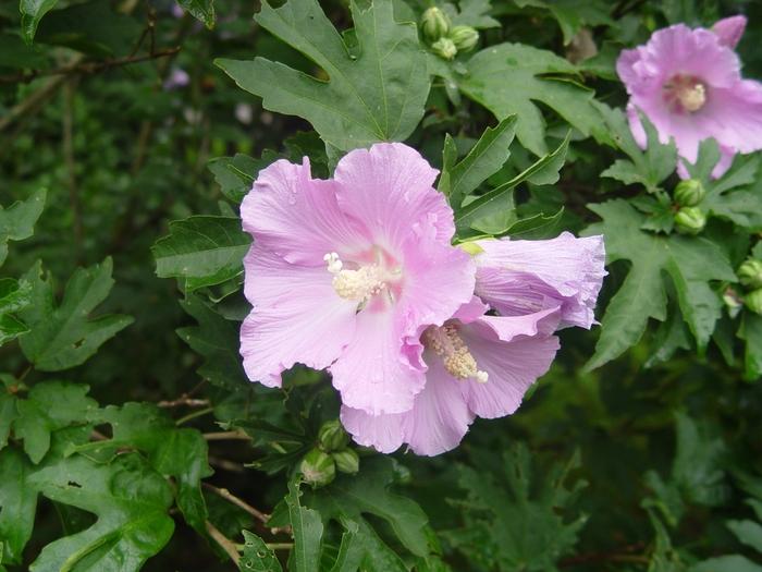 Hibiscus Pollypetite®